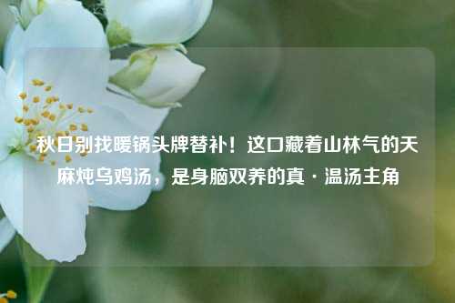 秋日别找暖锅头牌替补！这口藏着山林气的天麻炖乌鸡汤，是身脑双养的真·温汤主角
