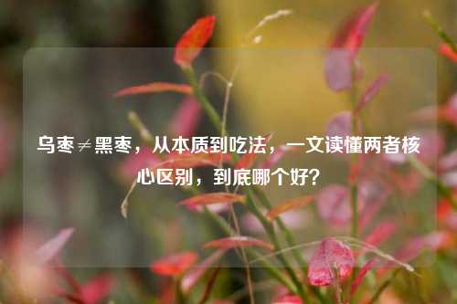 乌枣≠黑枣，从本质到吃法，一文读懂两者核心区别，到底哪个好？